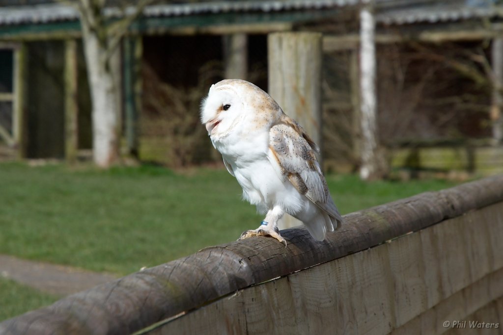 Hawk_Conservancy 050.jpg